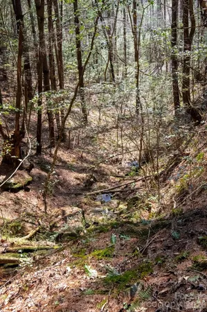 a view of outdoor space with lots of trees