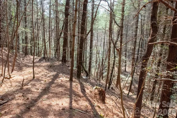 a view of a tree in a yard