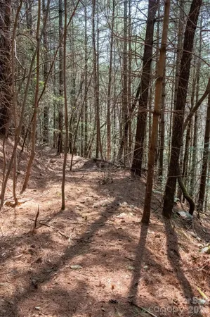 a view of a tree in a yard