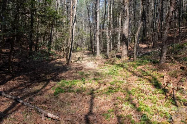 a view of backyard with tree