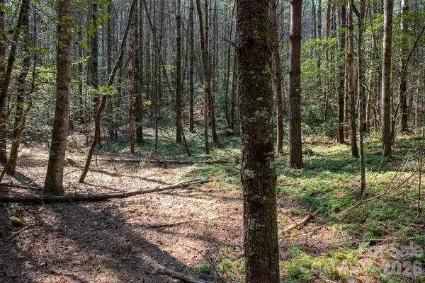 a view of a yard with plants and tree in beside