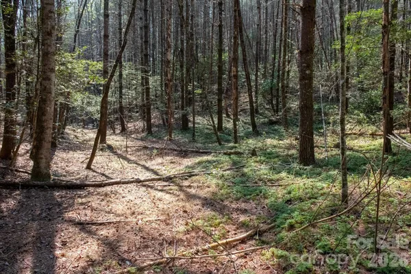 a view of backyard with trees