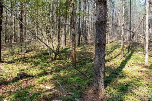 a road view with large trees