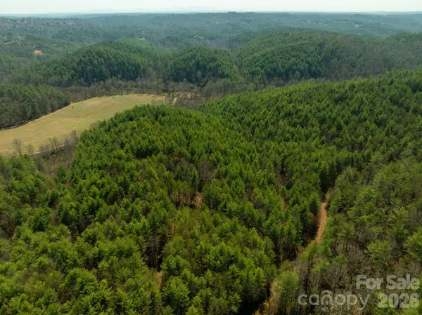 a view of a lush green forest with a forest
