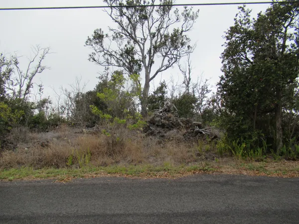 a view of a yard with large trees