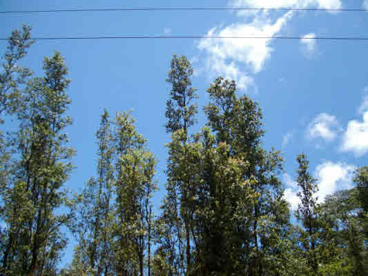 670 Holiday Road Pahoa, HI 96778 - Photo 1 of 4 Gallery Image 1
