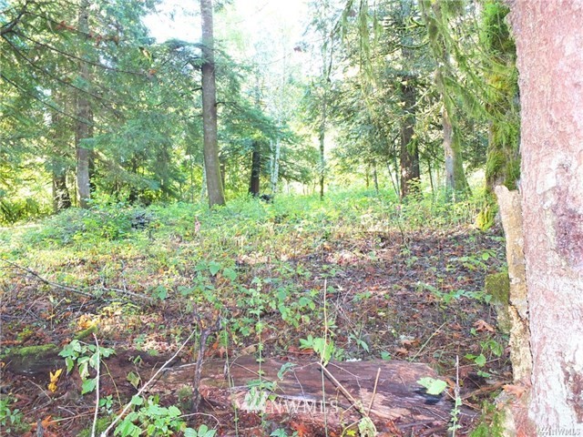 56-xx Mosquito Lake Road Deming, WA 98244 - Photo 17 of 22 Gallery Image 17