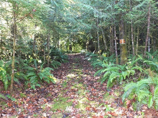 56-xx Mosquito Lake Road Deming, WA 98244 - Photo 3 of 22 Gallery Image 3