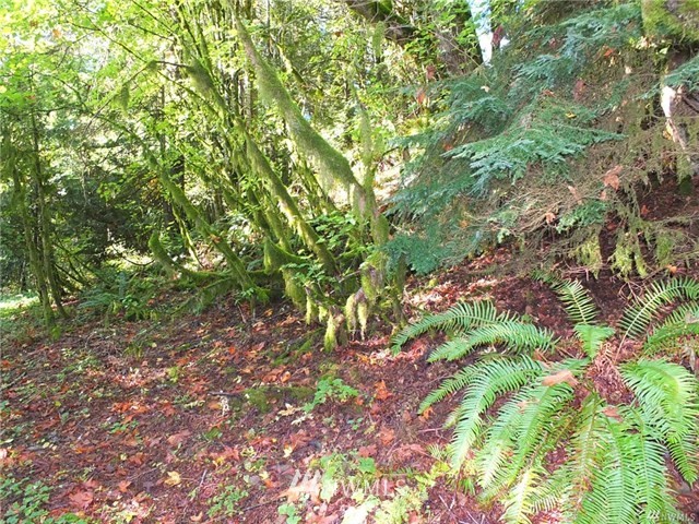 56-xx Mosquito Lake Road Deming, WA 98244 - Photo 7 of 22 Gallery Image 7