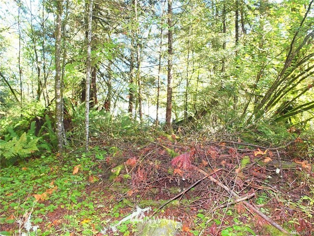 56-xx Mosquito Lake Road Deming, WA 98244 - Photo 10 of 22 Gallery Image 10