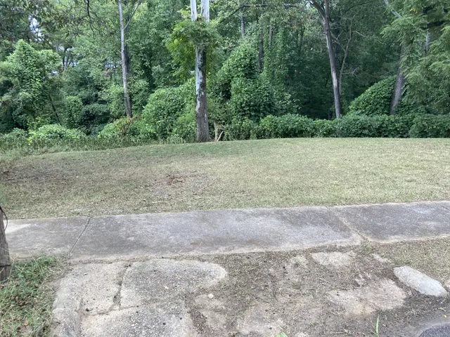 a view of a yard with a tree