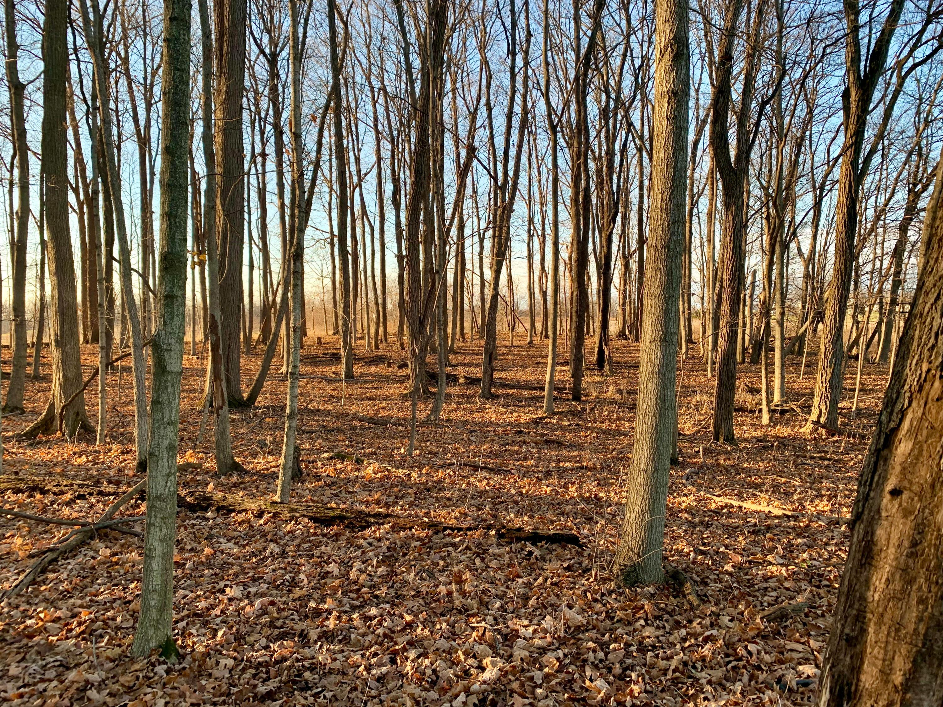 0 Reynolds Road Centerburg, OH 43011 - Photo 7 of 8 Beautiful!