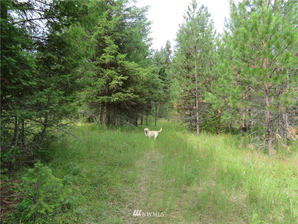 0 Old W Curlew Lake Road Republic, WA 99166 - Photo 13 of 22 Gallery Image 13