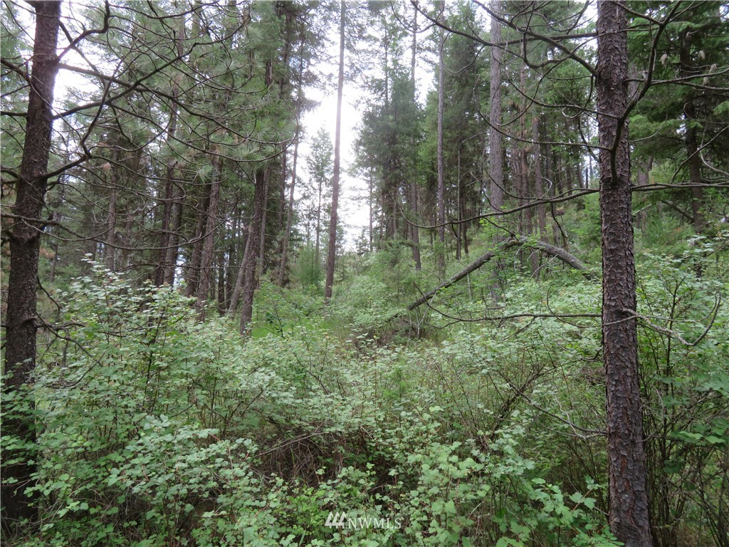 0 Old W Curlew Lake Road Republic, WA 99166 - Photo 17 of 22 Gallery Image 17
