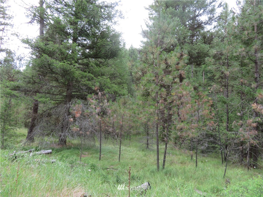 0 Old W Curlew Lake Road Republic, WA 99166 - Photo 19 of 22 Gallery Image 19