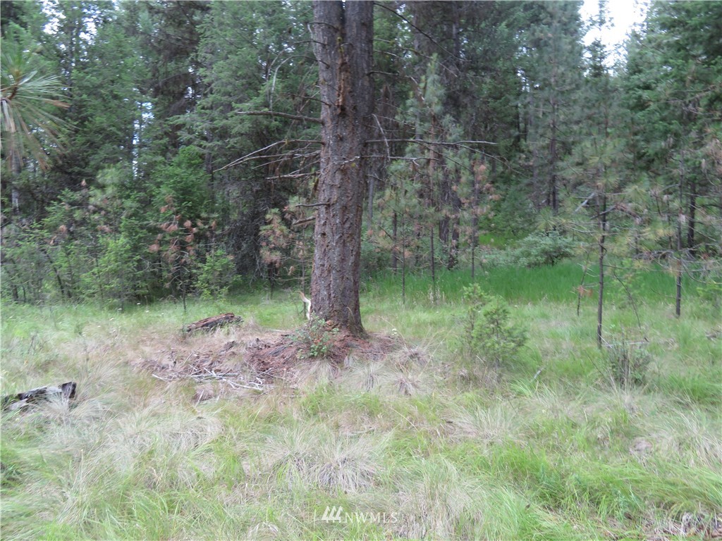 0 Old W Curlew Lake Road Republic, WA 99166 - Photo 21 of 22 Gallery Image 21