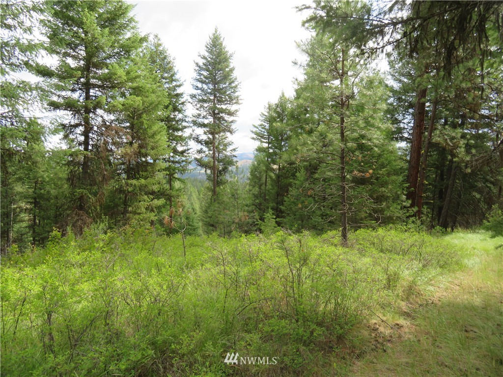 0 Old W Curlew Lake Road Republic, WA 99166 - Photo 4 of 22 Gallery Image 4