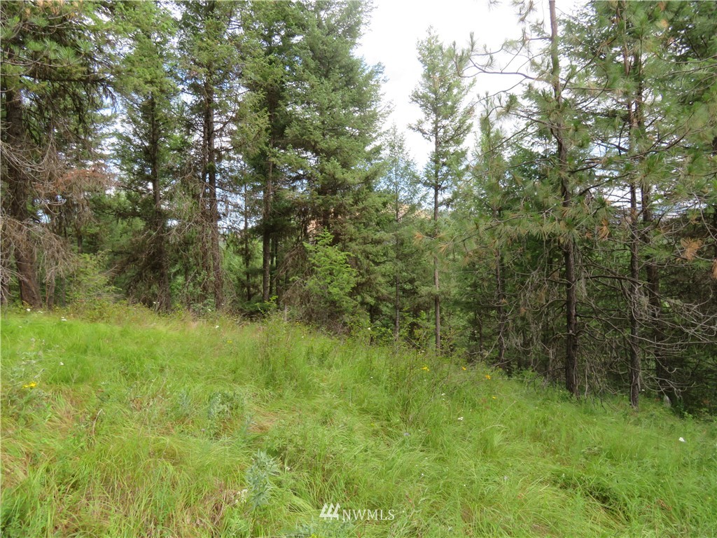 0 Old W Curlew Lake Road Republic, WA 99166 - Photo 7 of 22 Gallery Image 7