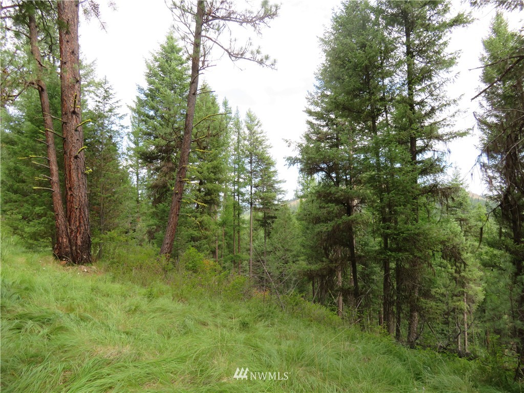 0 Old W Curlew Lake Road Republic, WA 99166 - Photo 8 of 22 Gallery Image 8