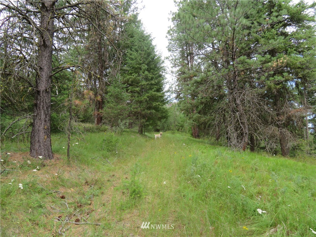 0 Old W Curlew Lake Road Republic, WA 99166 - Photo 9 of 22 Gallery Image 9
