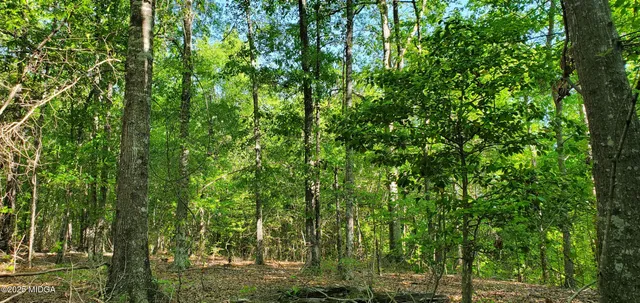 a view of a lush green forest