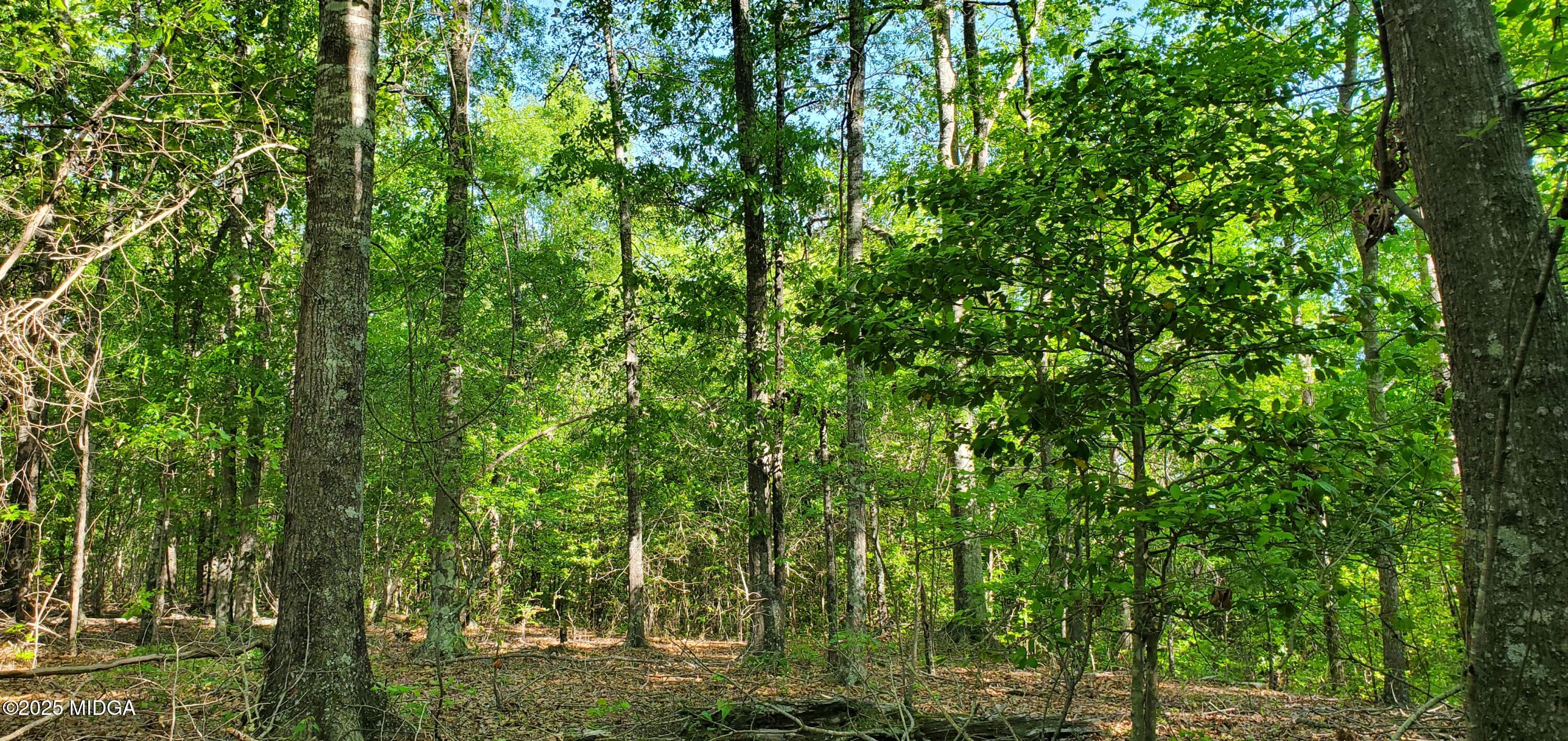 0 Highway 57 Macon, GA 31217 - Photo 13 of 23 a view of a lush green forest