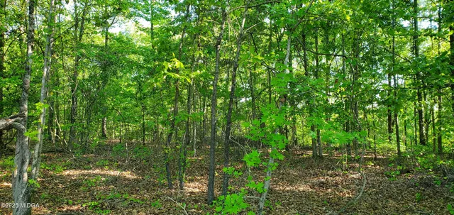 a view of a lush green forest