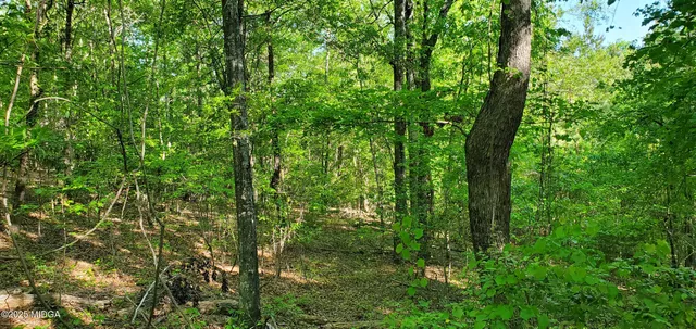 a view of a lush green forest