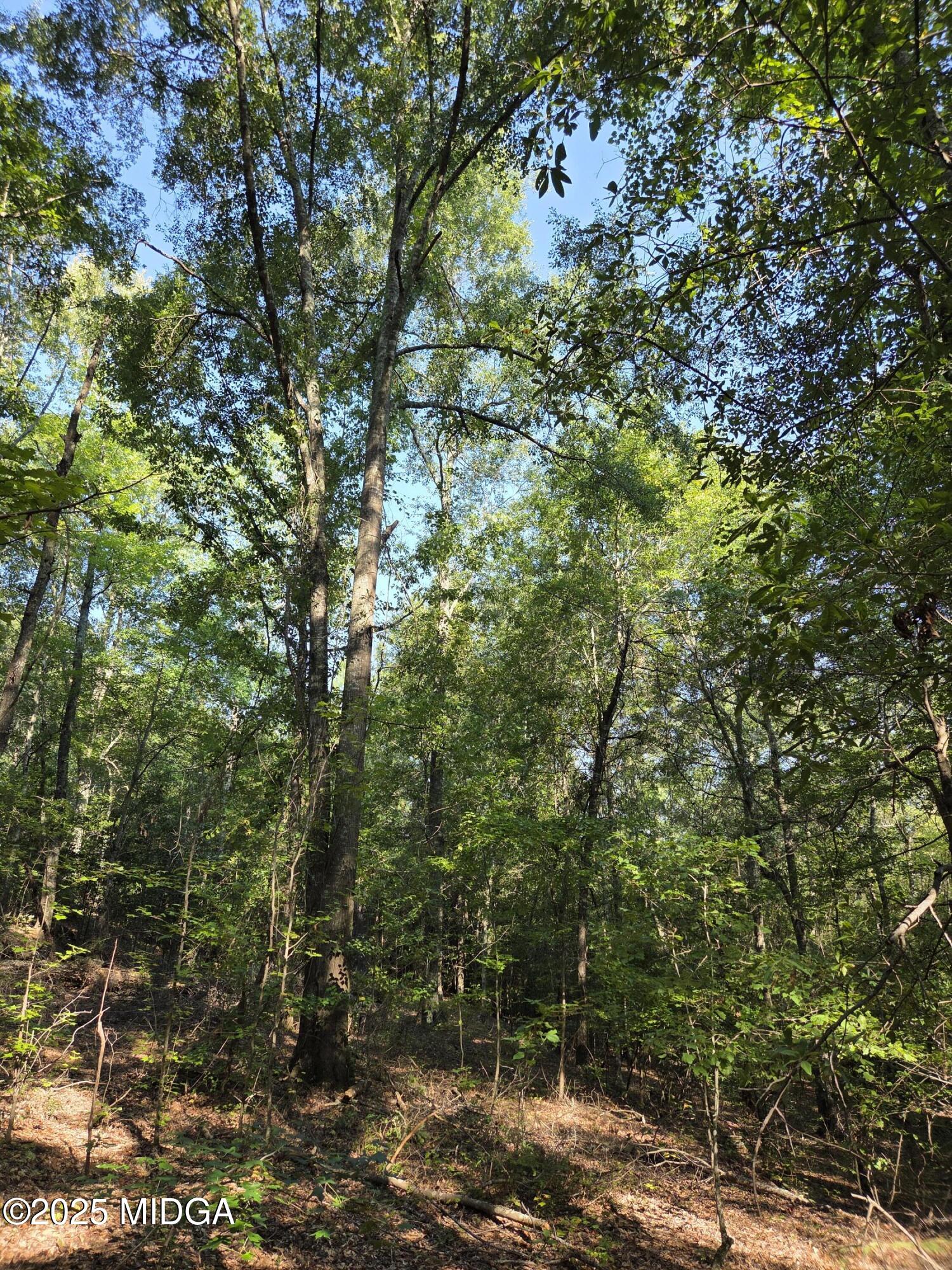 0 Highway 57 Macon, GA 31217 - Photo 3 of 23 a view of a forest