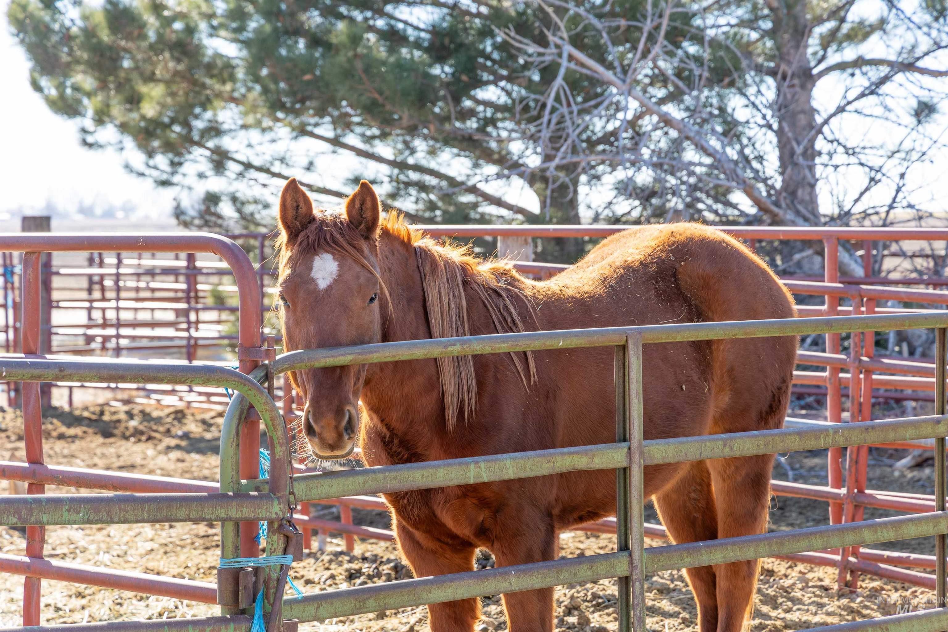 1898 East 3700th Street North Filer, ID 83328 - Photo 30 of 40 View of stable