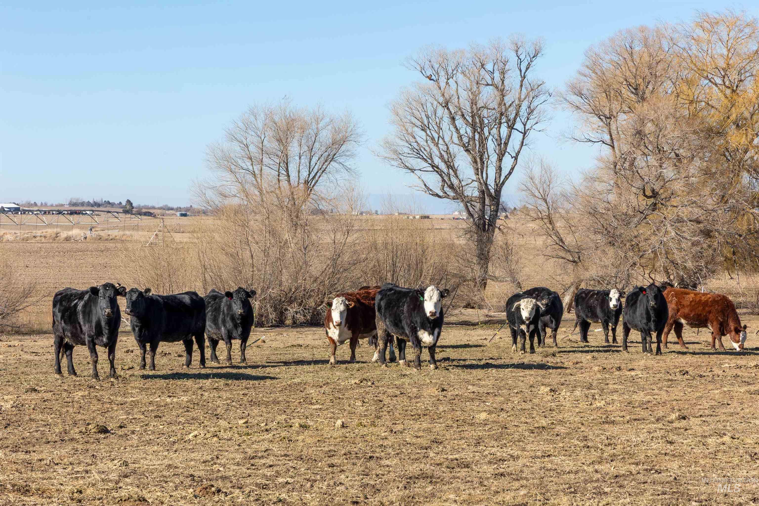 1898 East 3700th Street North Filer, ID 83328 - Photo 31 of 40 View of local wilderness featuring rural landscape