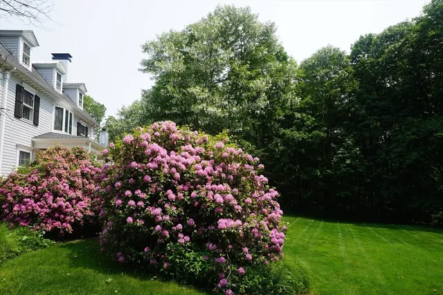 a view of a flower in a yard