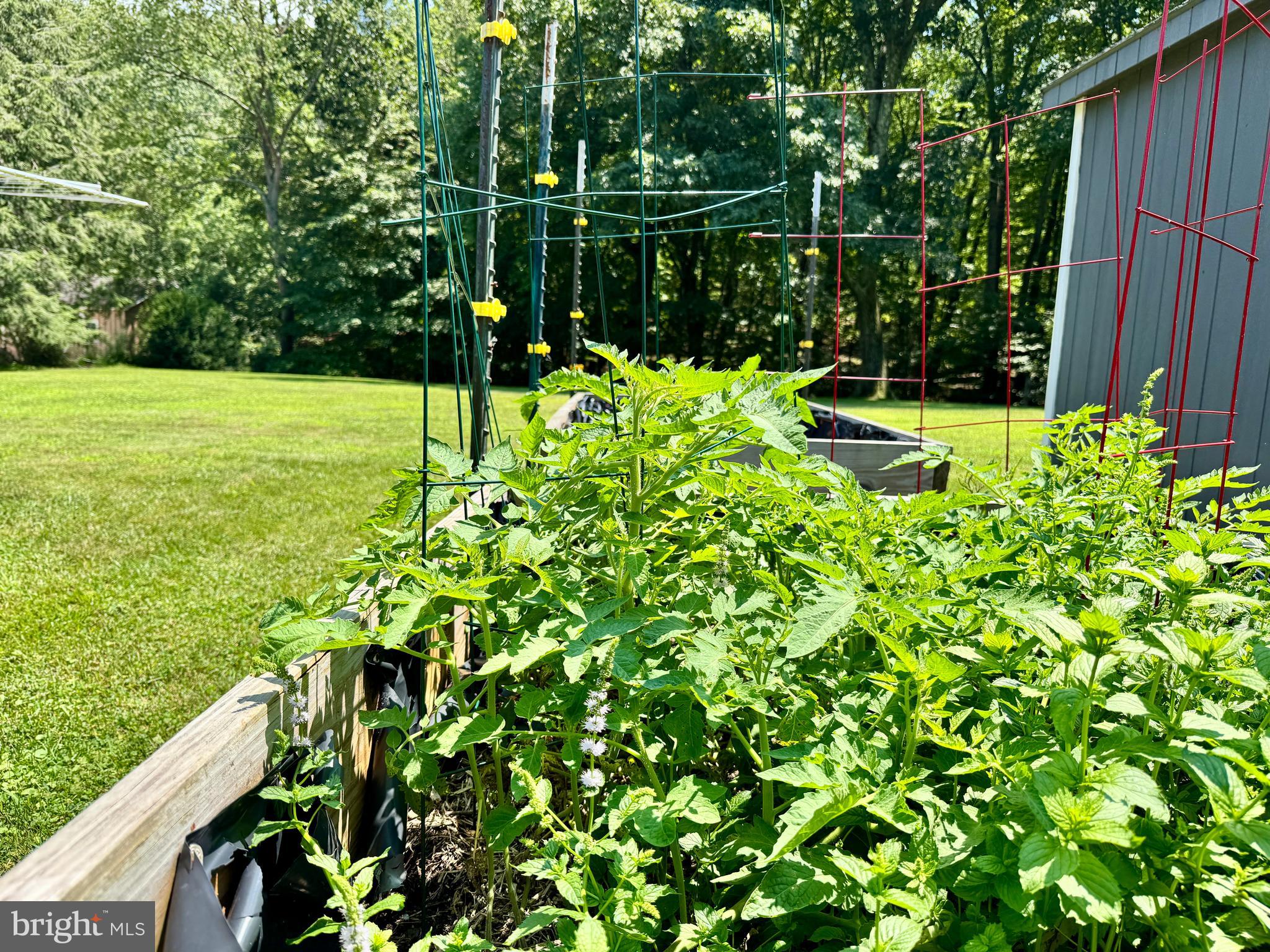 12602 Gramlich Road Southwest La Vale, MD 21502 - Photo 51 of 53 "ROUGE" TOMATO PLANTS! ALMOST READY FOR HARVEST!