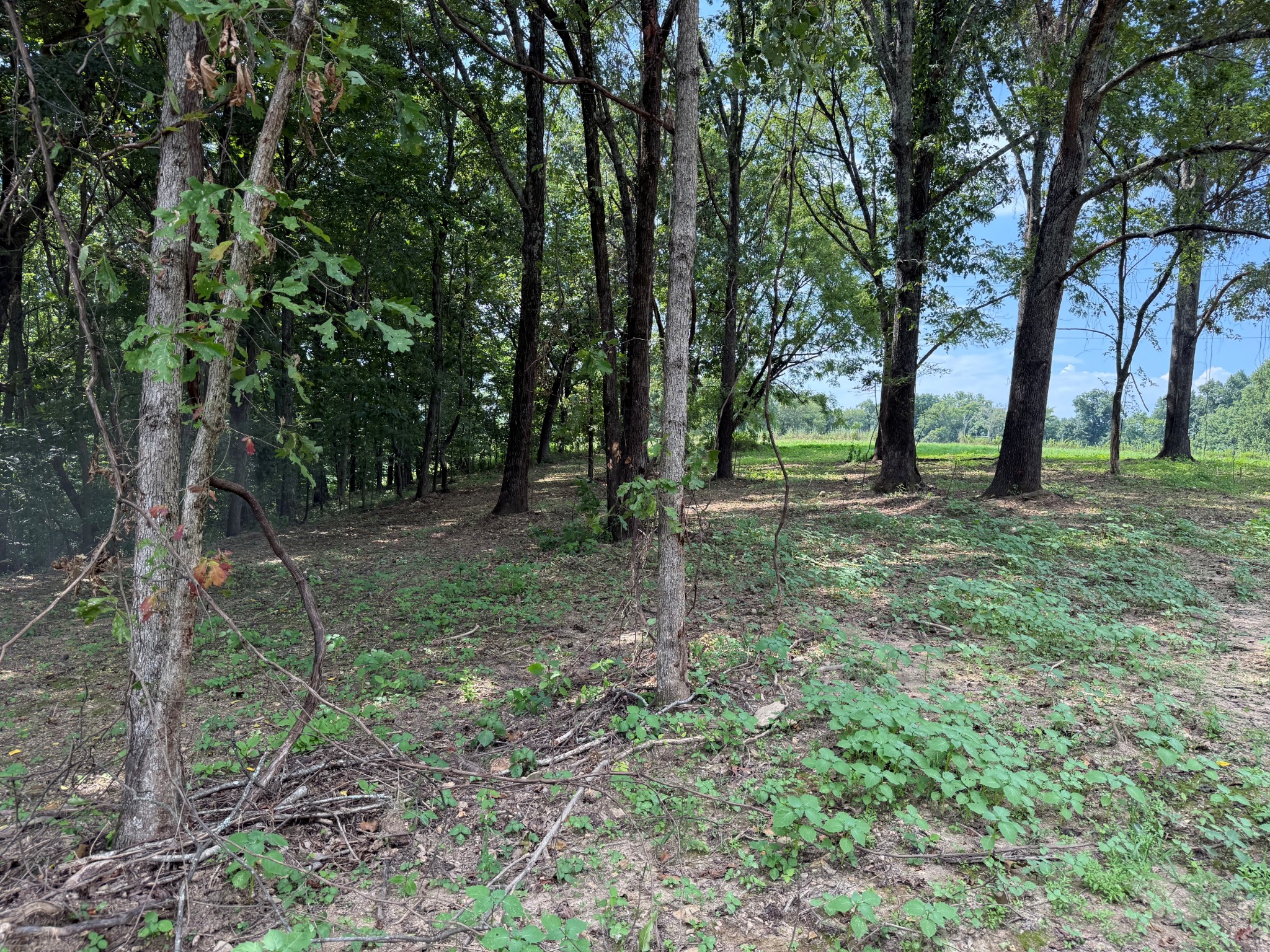 12 A Bunker Hill Road Pulaski, TN 38478 - Photo 3 of 5 a view of outdoor space with trees
