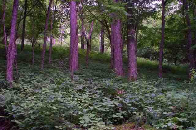 1 Pennington Road Dryfork, WV 26263 - Photo 7 of 19 Gallery Image 7