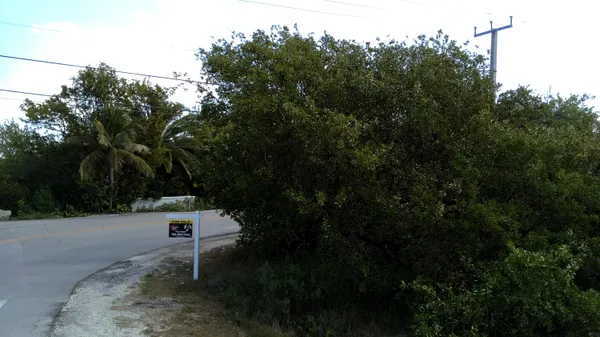 a view of a yard with plants