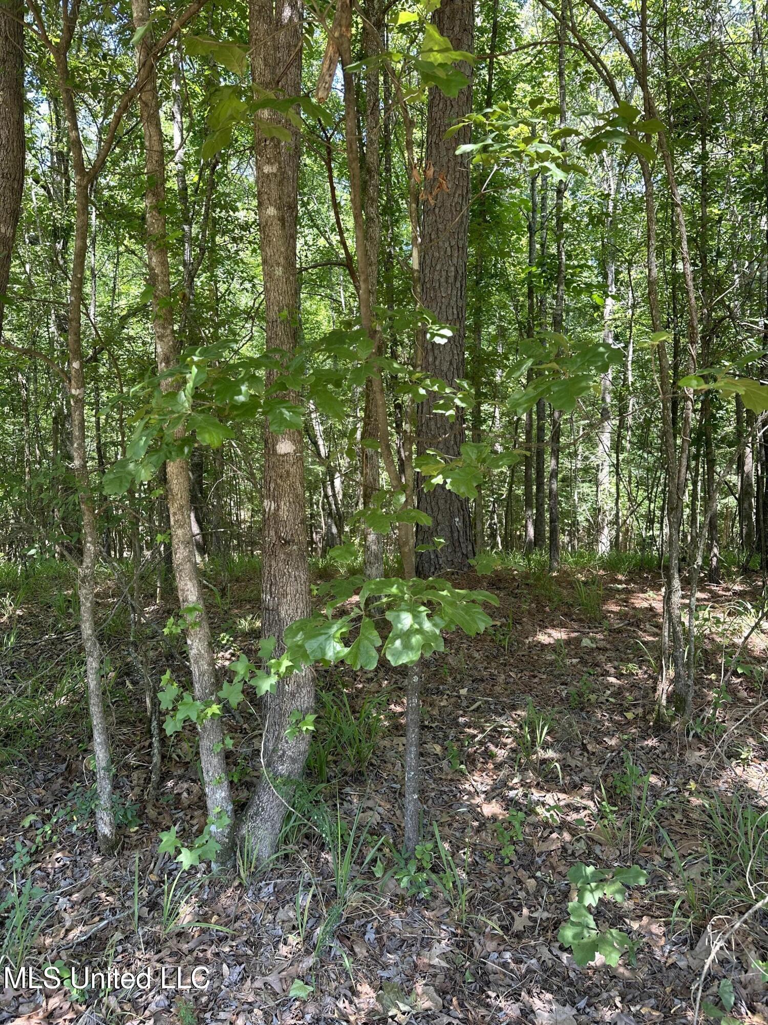 North Ridge Road Grenada, MS 38901 - Photo 6 of 7 IMG_6386