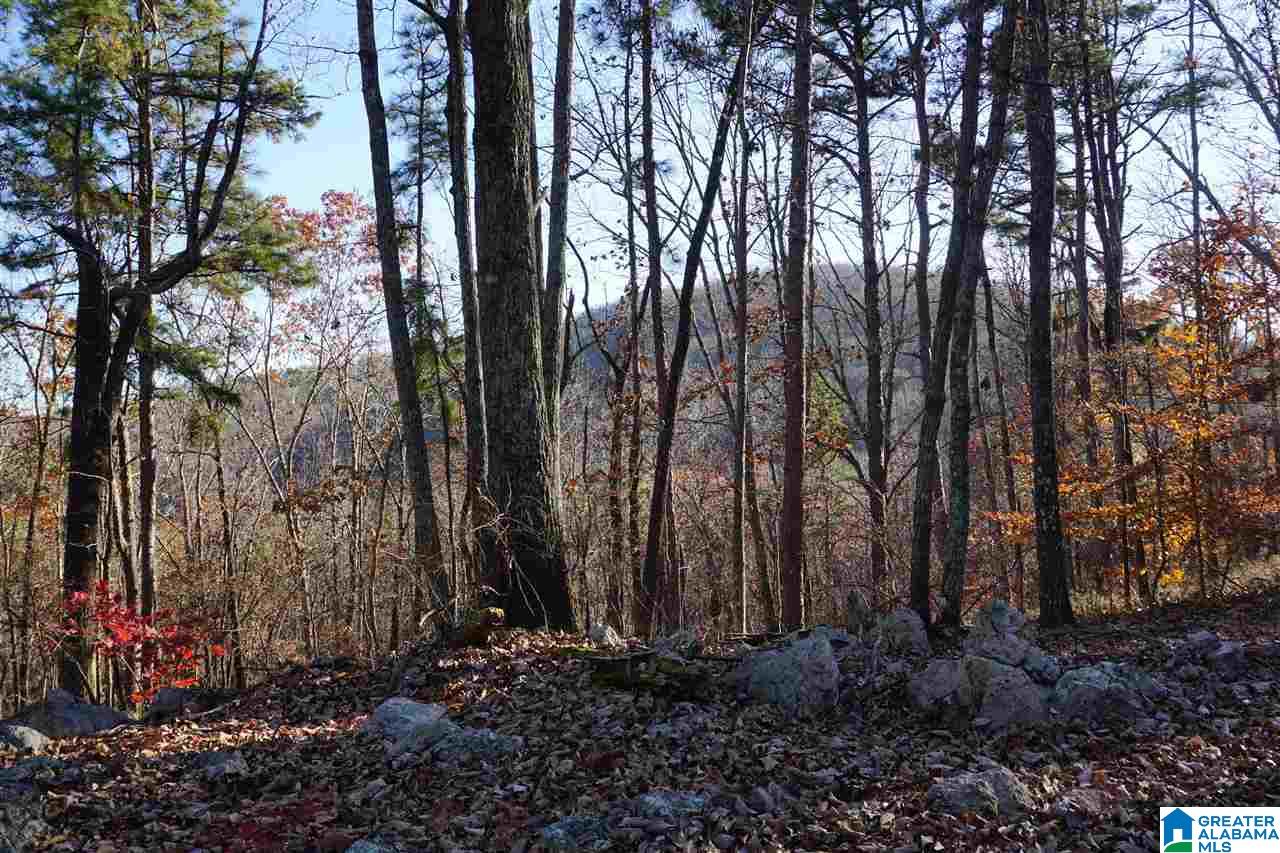 0 Whites Gap Road Jacksonville, AL 36265 - Photo 28 of 31