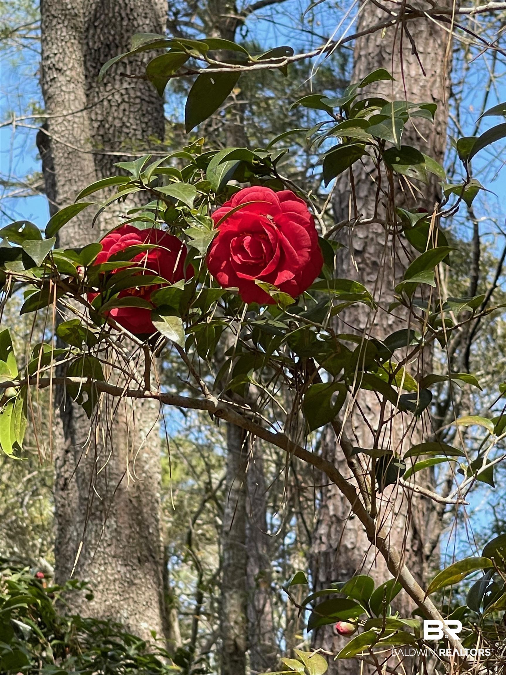 Riverview Nursery Road Theodore, AL 36582 - Photo 17 of 24