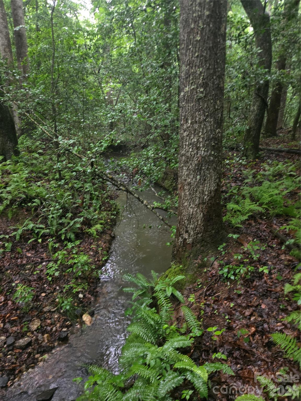 0 Mooresboro Road Mooresboro, NC 28114 - Photo 8 of 17 a view of a forest with lots of trees