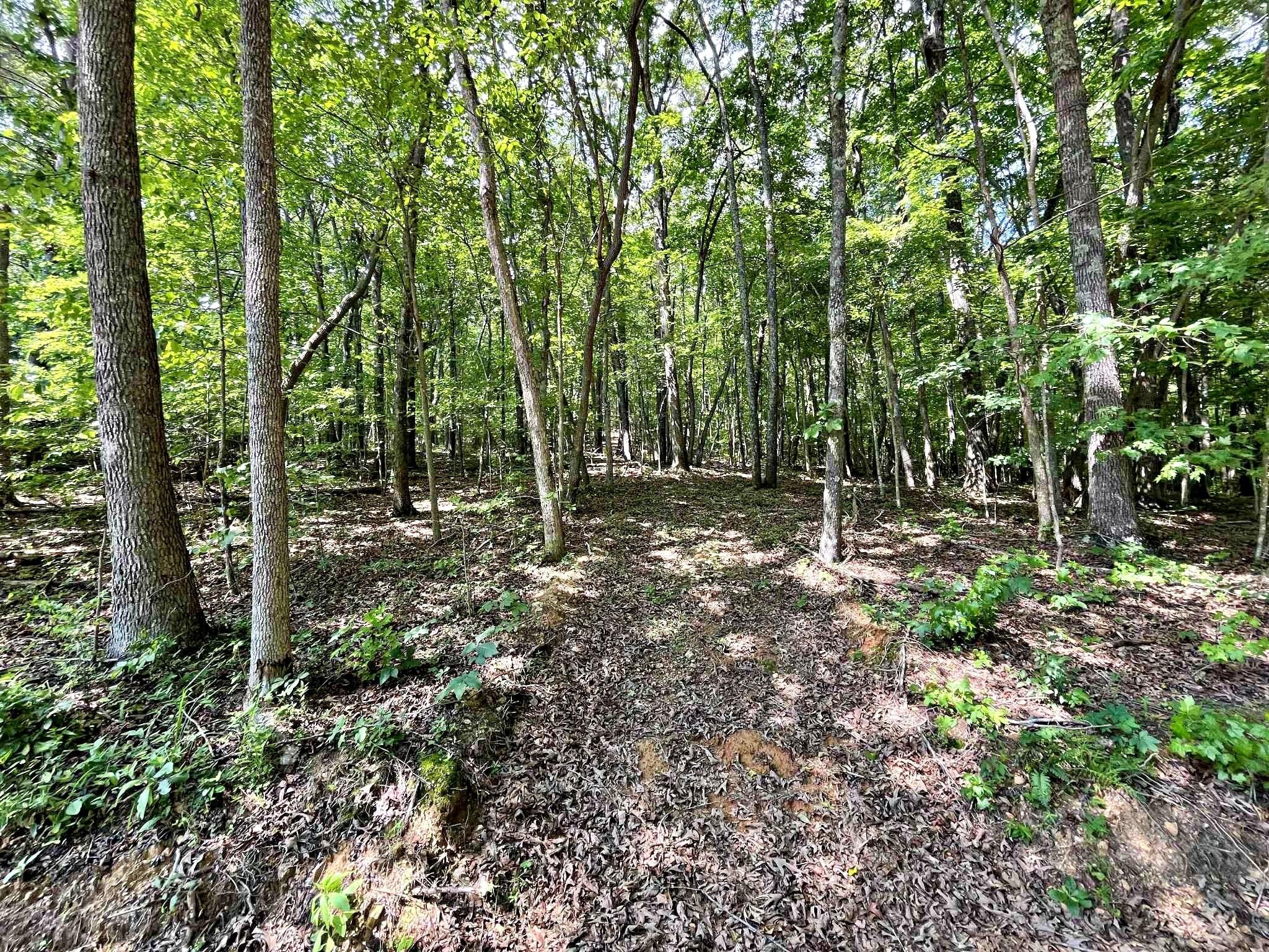 4 Raby Hollow Road Kingston, TN 37763 - Photo 2 of 8