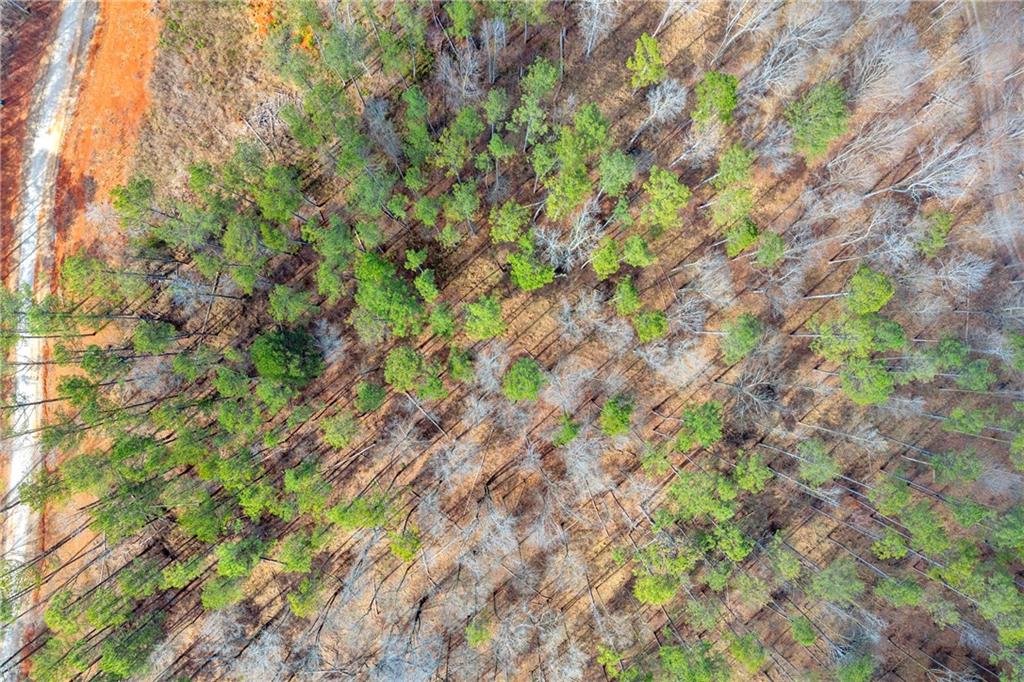 1660 Watkins Farm Road Nicholson, GA 30565 - Photo 49 of 55 a backyard of a house with lots of trees