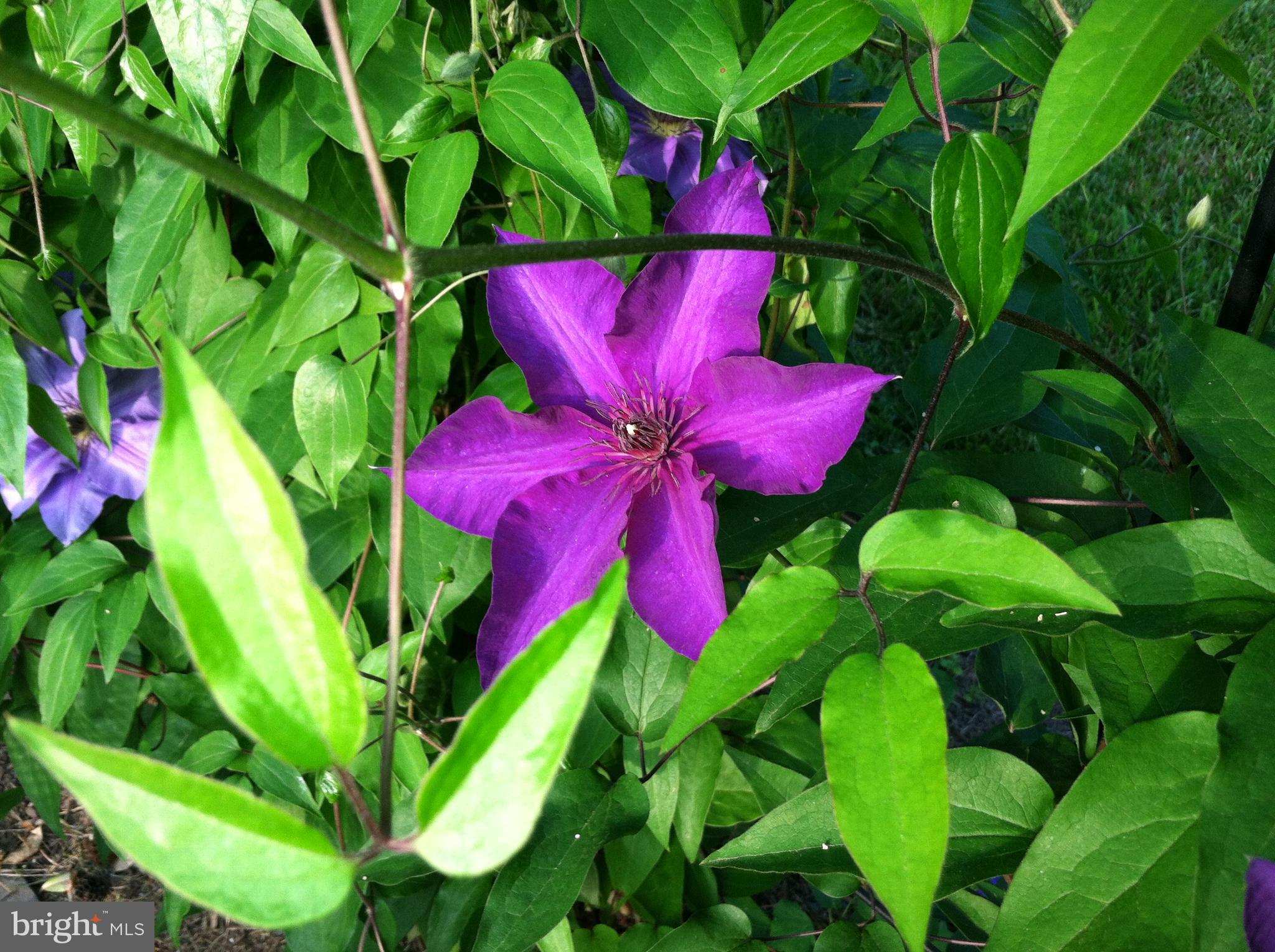 318 Alabama Road Towson, MD 21204 - Photo 60 of 72