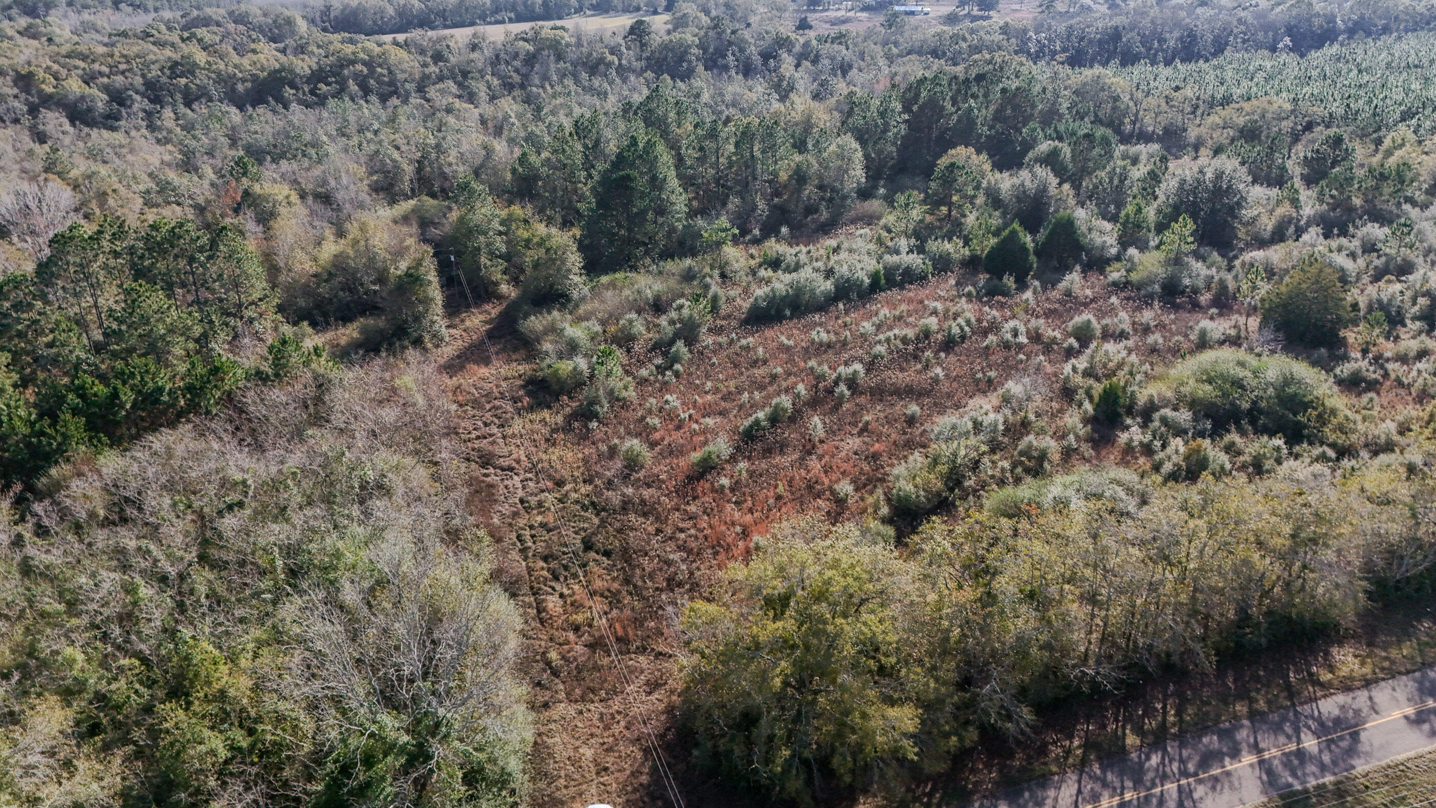 30772 Smyrna Road Florala, AL 36442 - Photo 13 of 26 a view of a forest with trees and houses