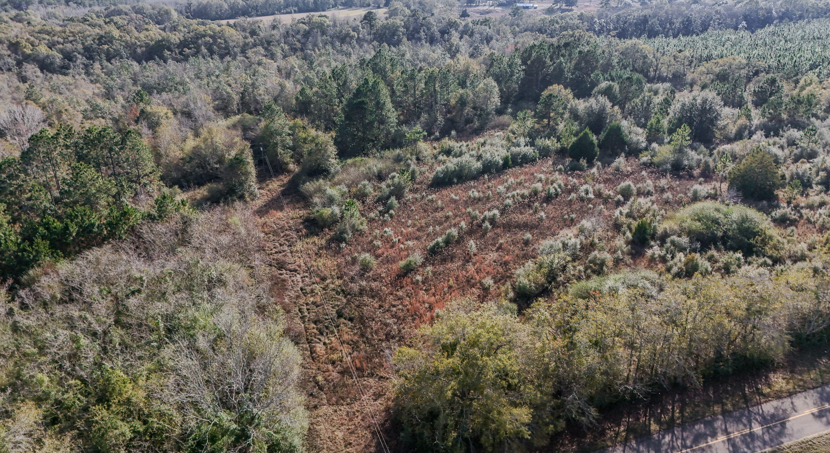 30772 Smyrna Road Florala, AL 36442 - Photo 14 of 26 a view of a forest with trees in the background