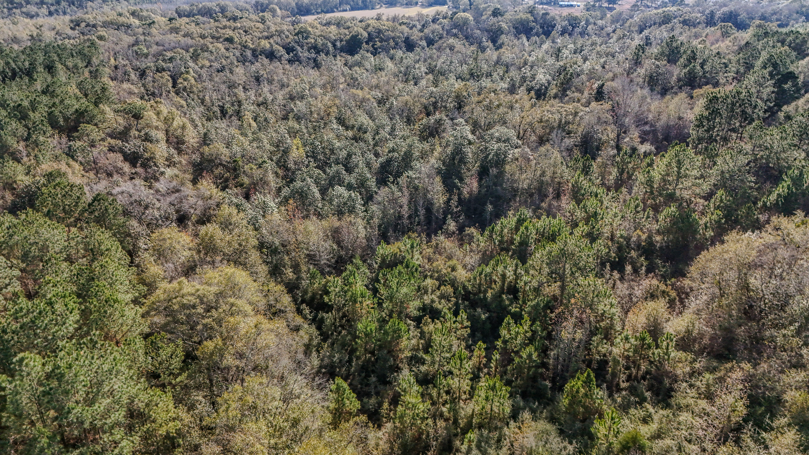 30772 Smyrna Road Florala, AL 36442 - Photo 16 of 26