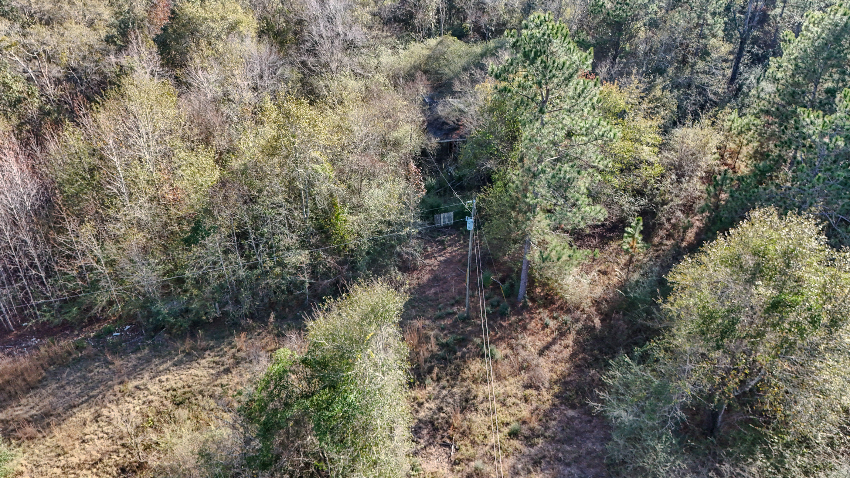 30772 Smyrna Road Florala, AL 36442 - Photo 17 of 26 a view of a forest with trees