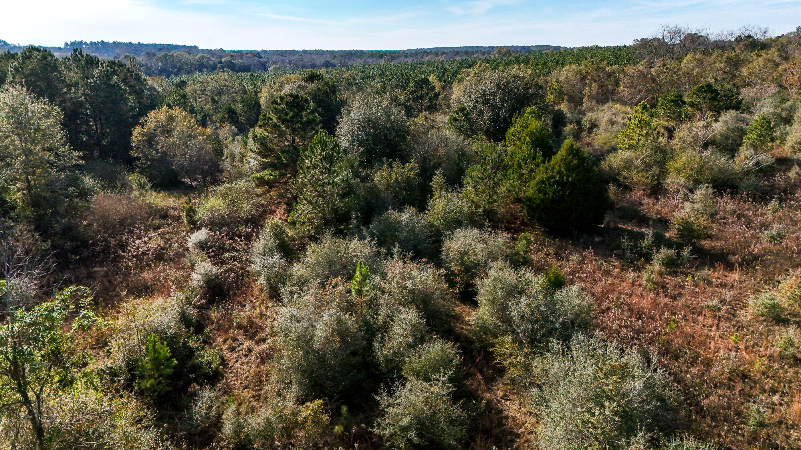 30772 Smyrna Road Florala, AL 36442 - Photo 22 of 26 a view of a forest with a forest