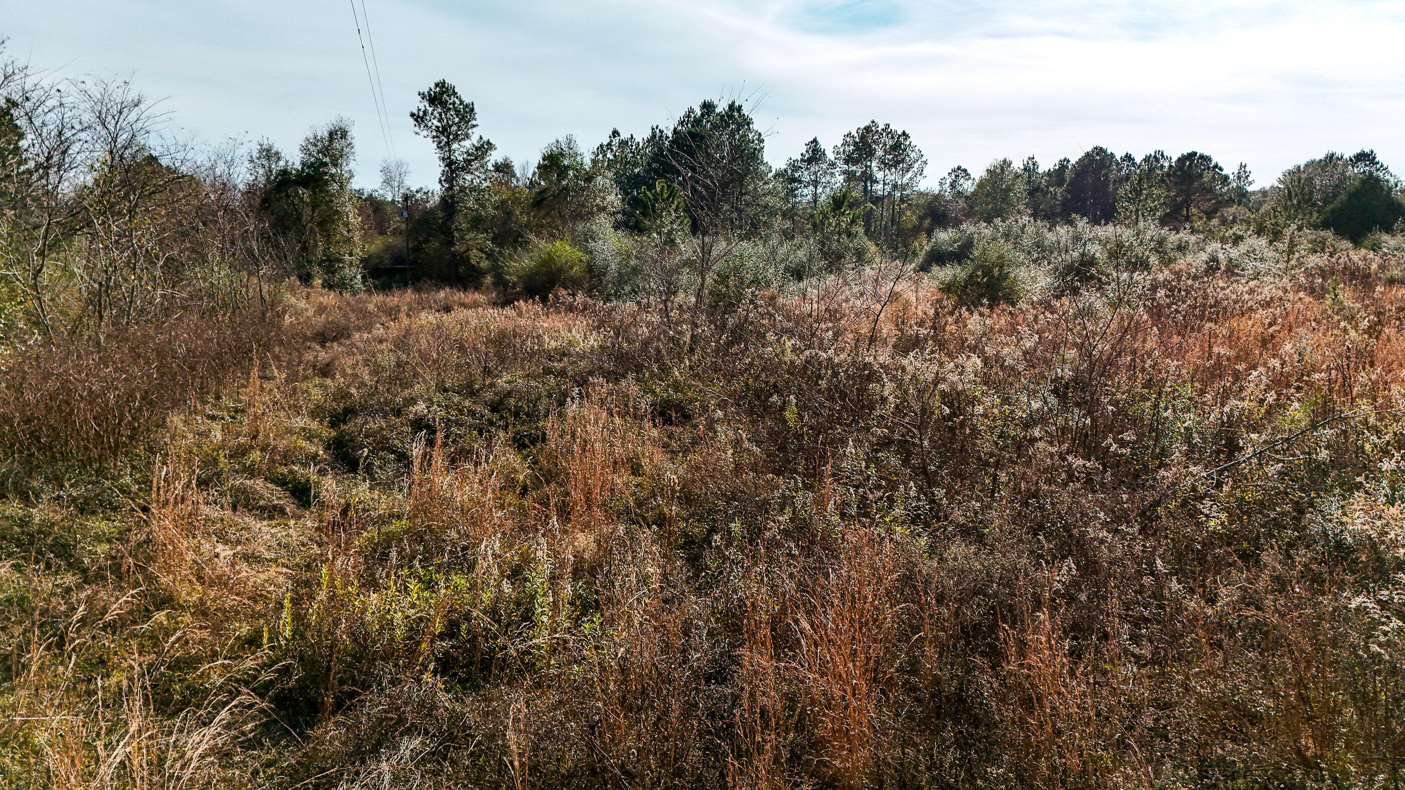 30772 Smyrna Road Florala, AL 36442 - Photo 9 of 26 a view of a forest with a tree