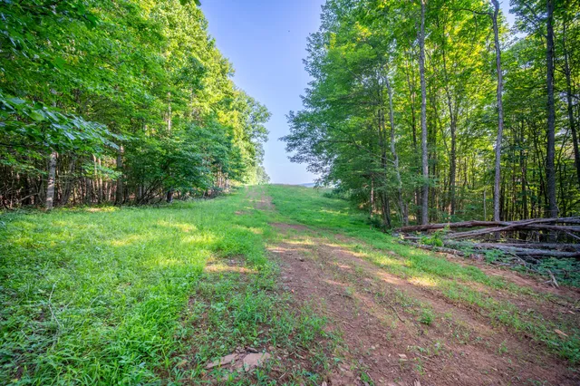a view of a backyard with large trees
